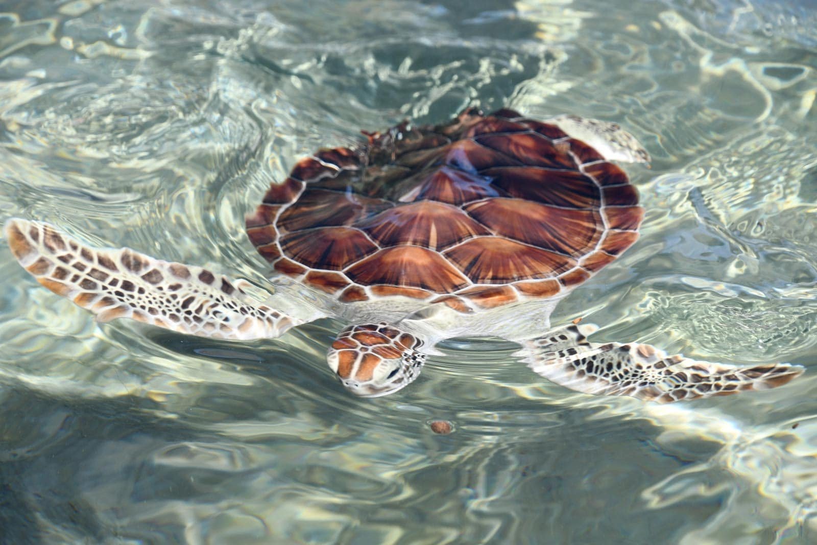 Sea turtle swimming in the Cayman Turtle Centre lagoon