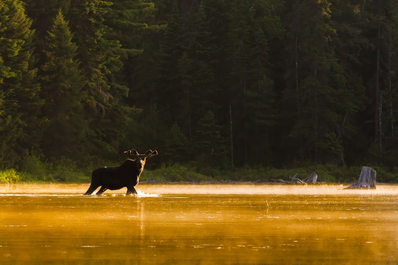 A bull moose standing in a calm lake with the dense, remote forest of Isle Royale National Park behind it at sunrise