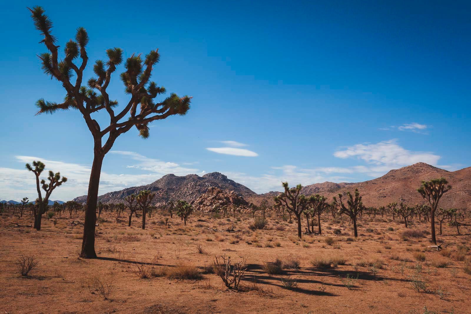 A quirky Joshua Tree silhouetted against a colourful blue sky in Joshua Tree National Park, California.