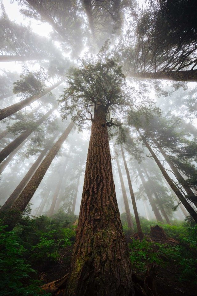 Sunlight filtering through the canopy of the tallest trees on Earth in Redwood National and State Parks.