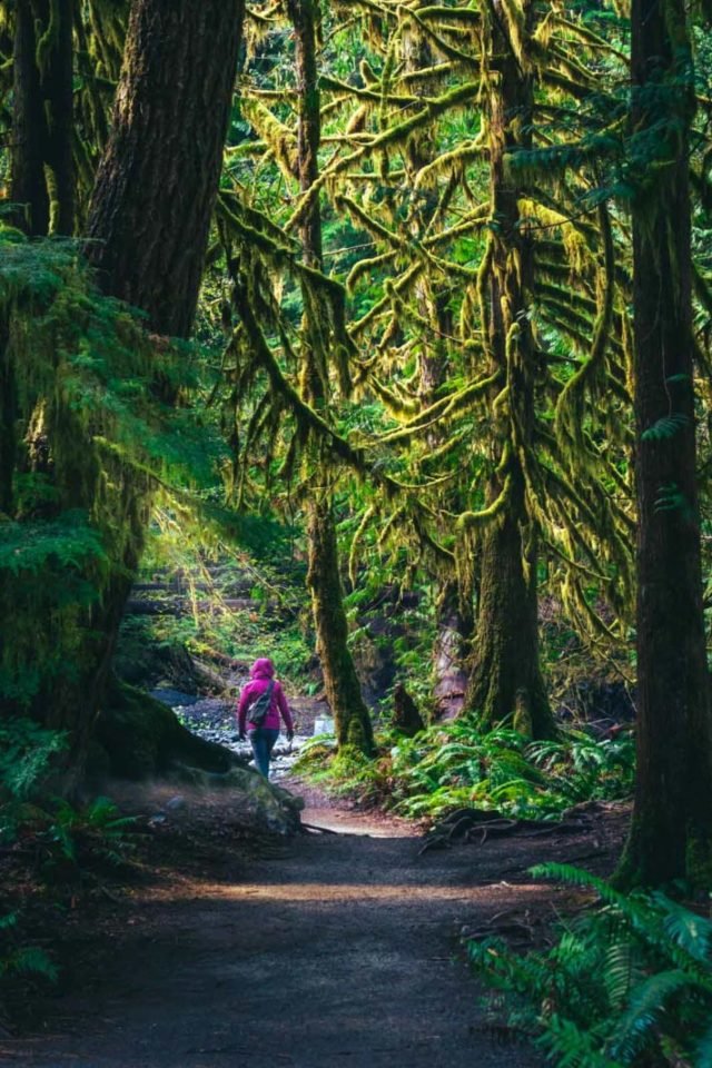 Moss-draped trees creating a lush green canopy in the Hoh Rainforest of Olympic National Park.