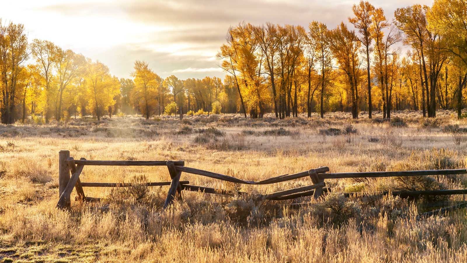 Golden aspens with mountain peaks in the background near Jackson Hole, Wyoming