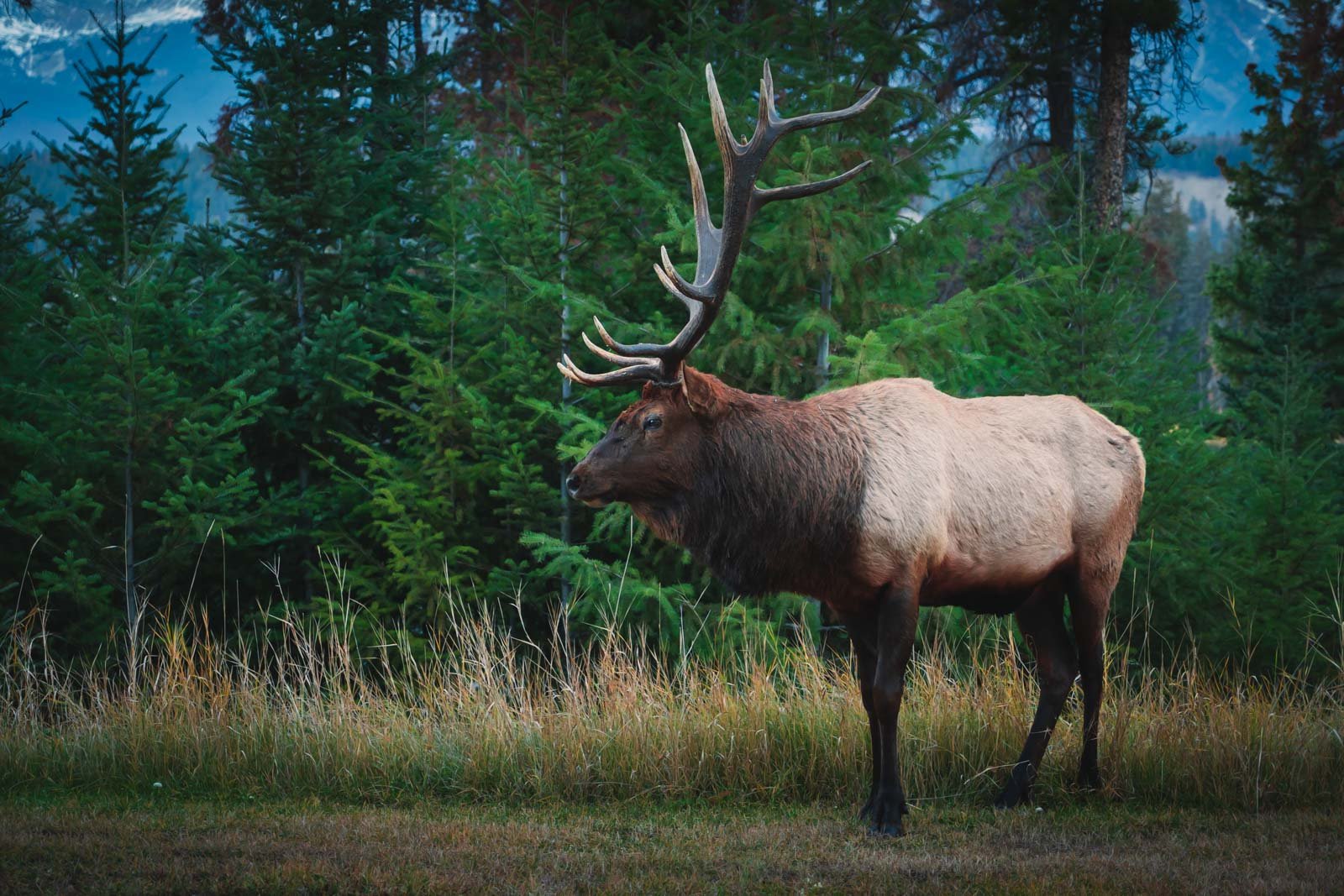 An Elk on the side of the road in Jasper National Park