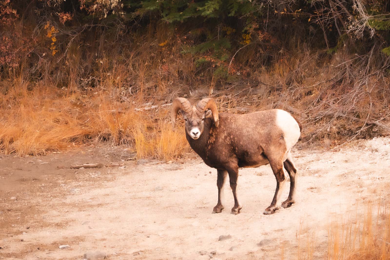 Bighorn Sheep on the Miette Hot Springs Road