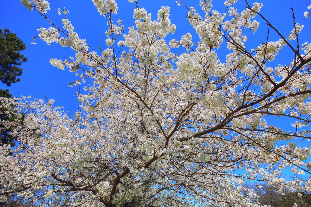 A beautiful canopy of blooming pink cherry blossom trees in Toronto's High Park during the spring.